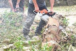 Godišnje bude osuđeno oko 200 kradljivaca drveća
