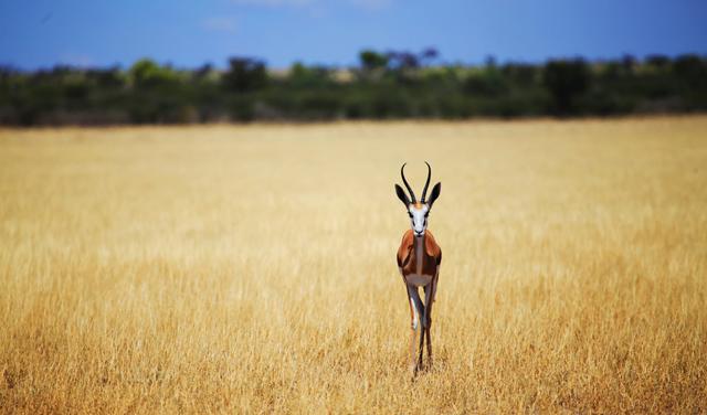Antilopa ’Springbok’. Kutse Game Reserve, Blizu Centralnog Kalaharija, 2013.
