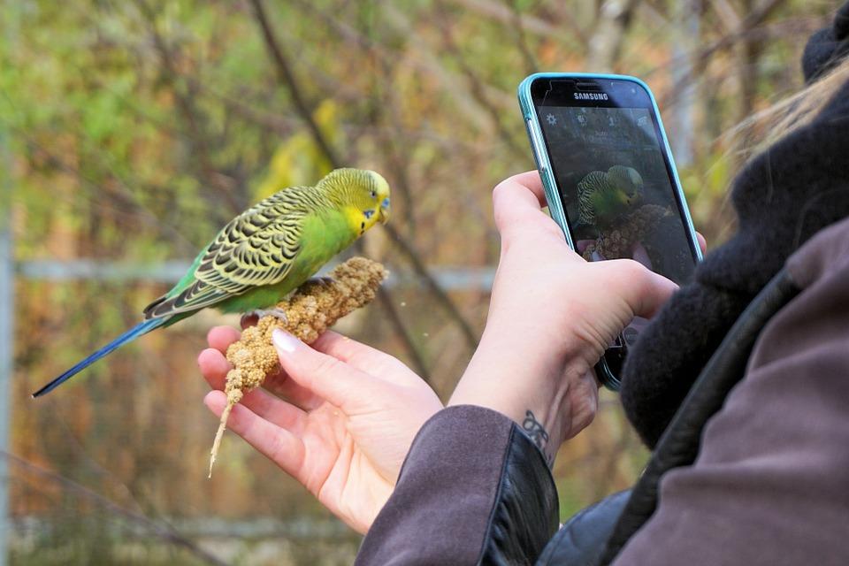 photo-graph-mobile-bird