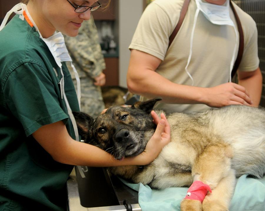 veterinary-dog