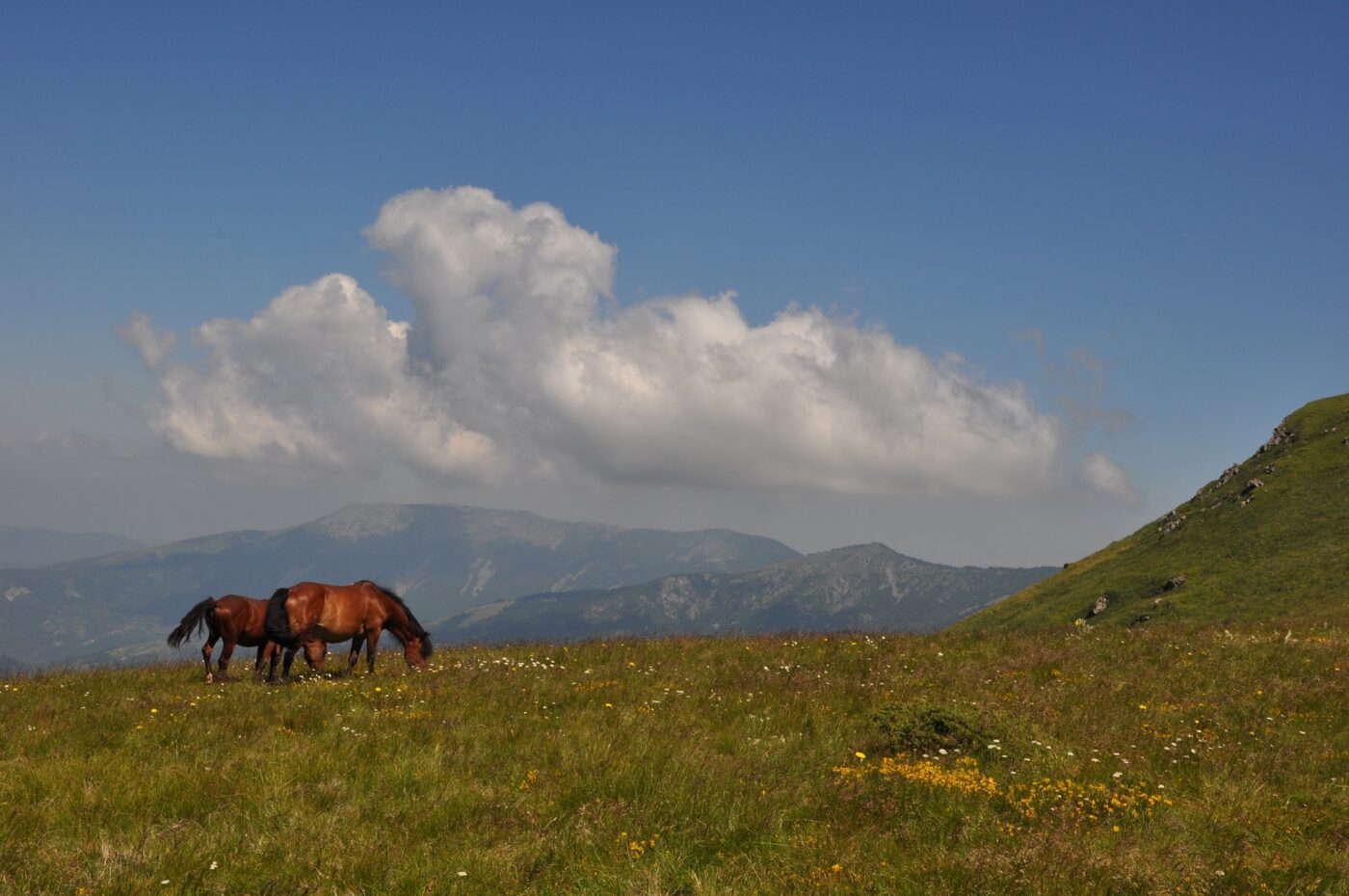 horse-5900771_1920-e1625567601994.jpg