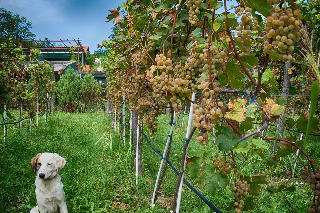 Organska proizvodnja vina